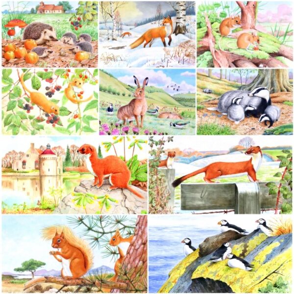 Biglietti auguri fauna selvatica David Thelwell confezione