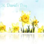 Calamita gallese San Davide narcisi acrilico decorazione